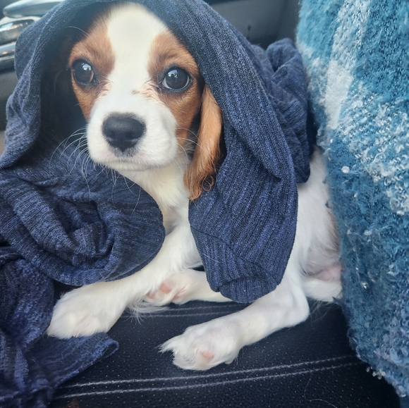 Meet your Posher, Raylene - Picture 9 of 9